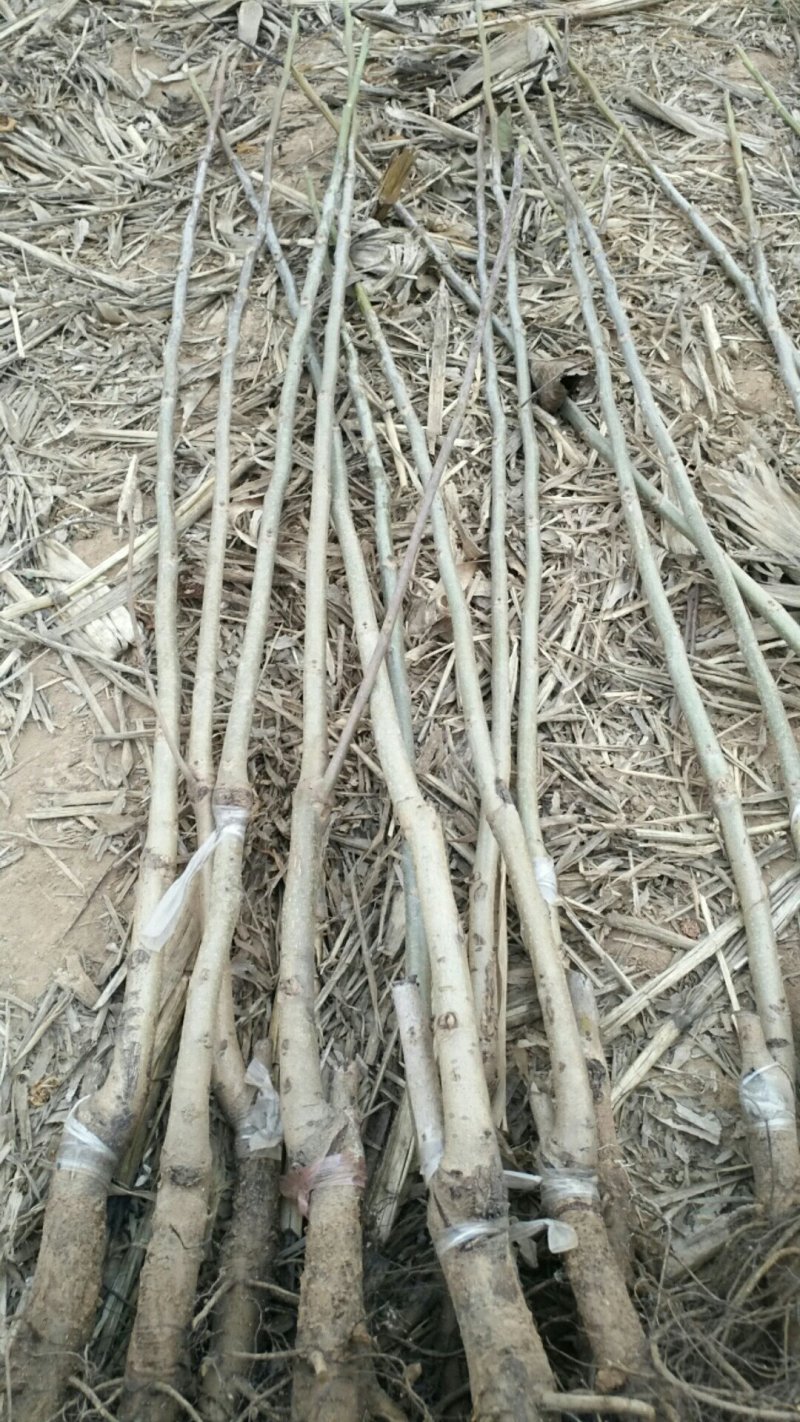 优质嫁接核桃苗大量供应处理2--5--15公分占地核桃树