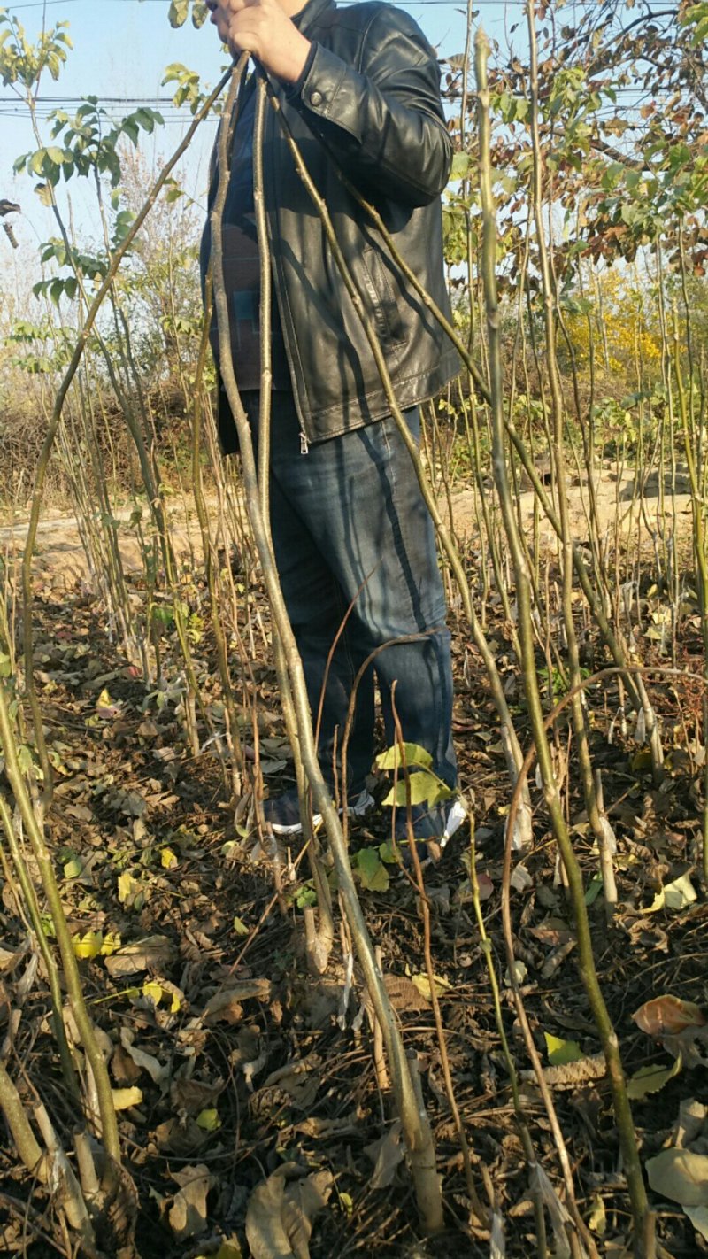 优质嫁接核桃苗大量供应处理2--5--15公分占地核桃树