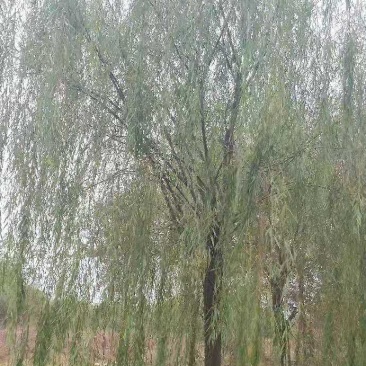 垂柳