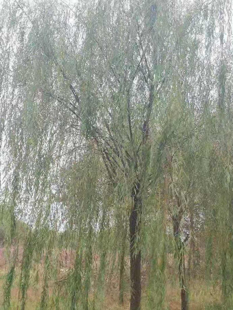 垂柳