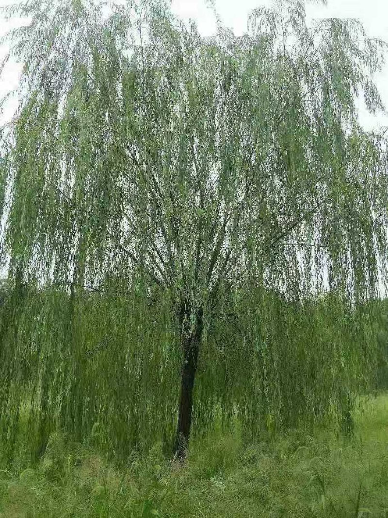 垂柳