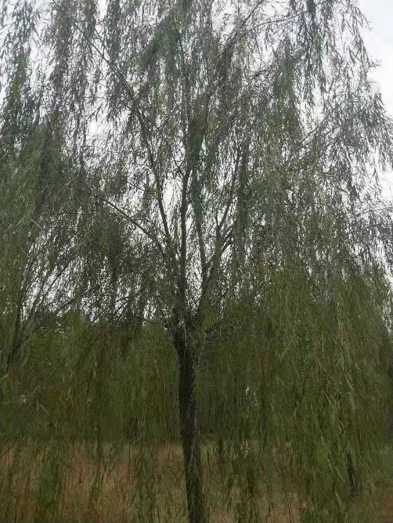 垂柳