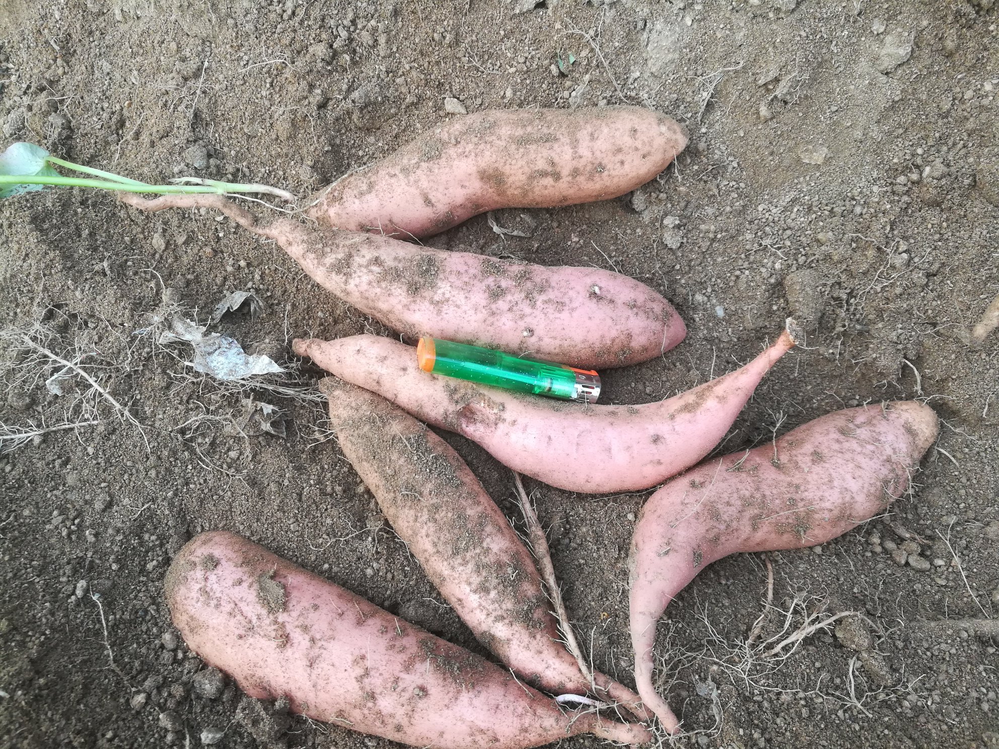 红薯种植时间与收获时间关系图