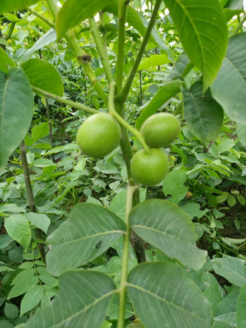 优质核桃苗