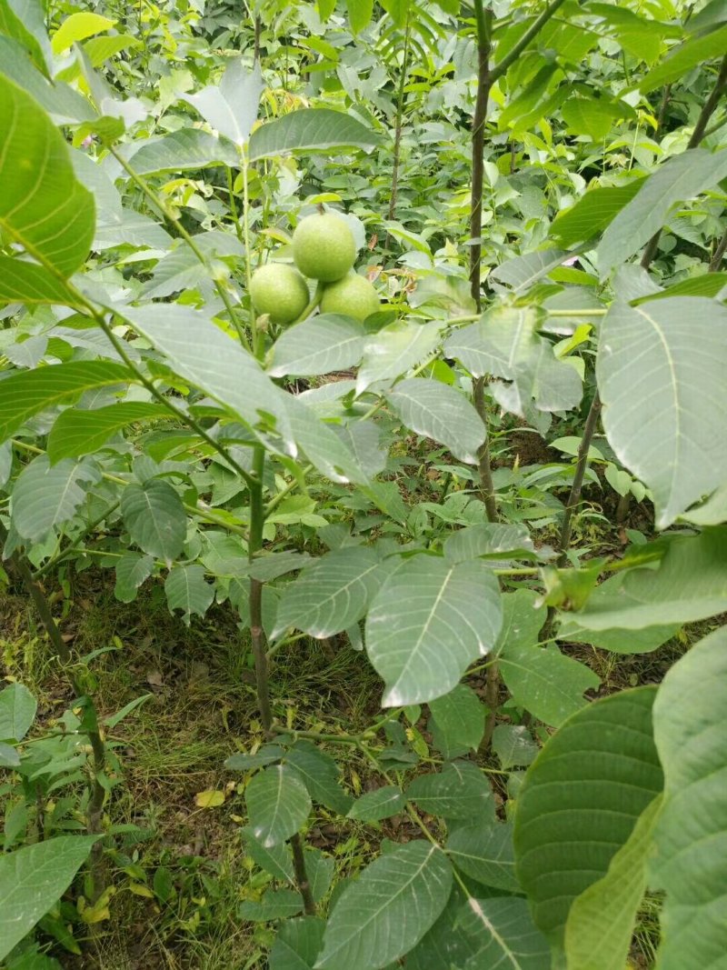 优质核桃苗