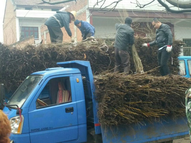 优质核桃苗