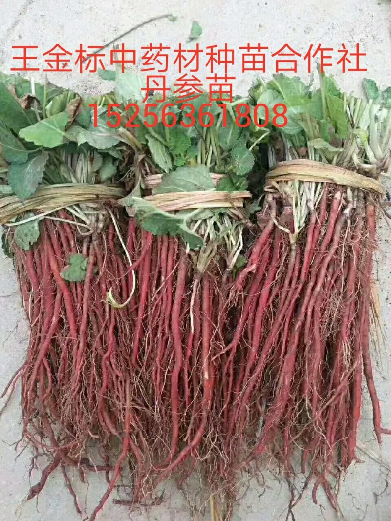大量供应丹参苗
