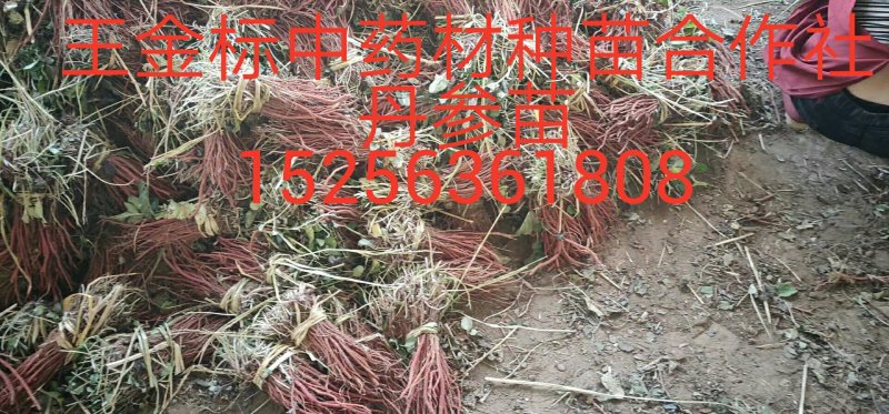 大量供应丹参苗