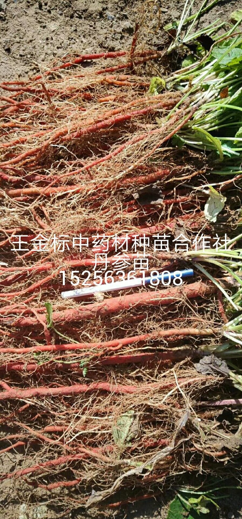 大量供应丹参苗