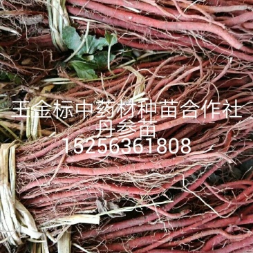 大量供应丹参苗