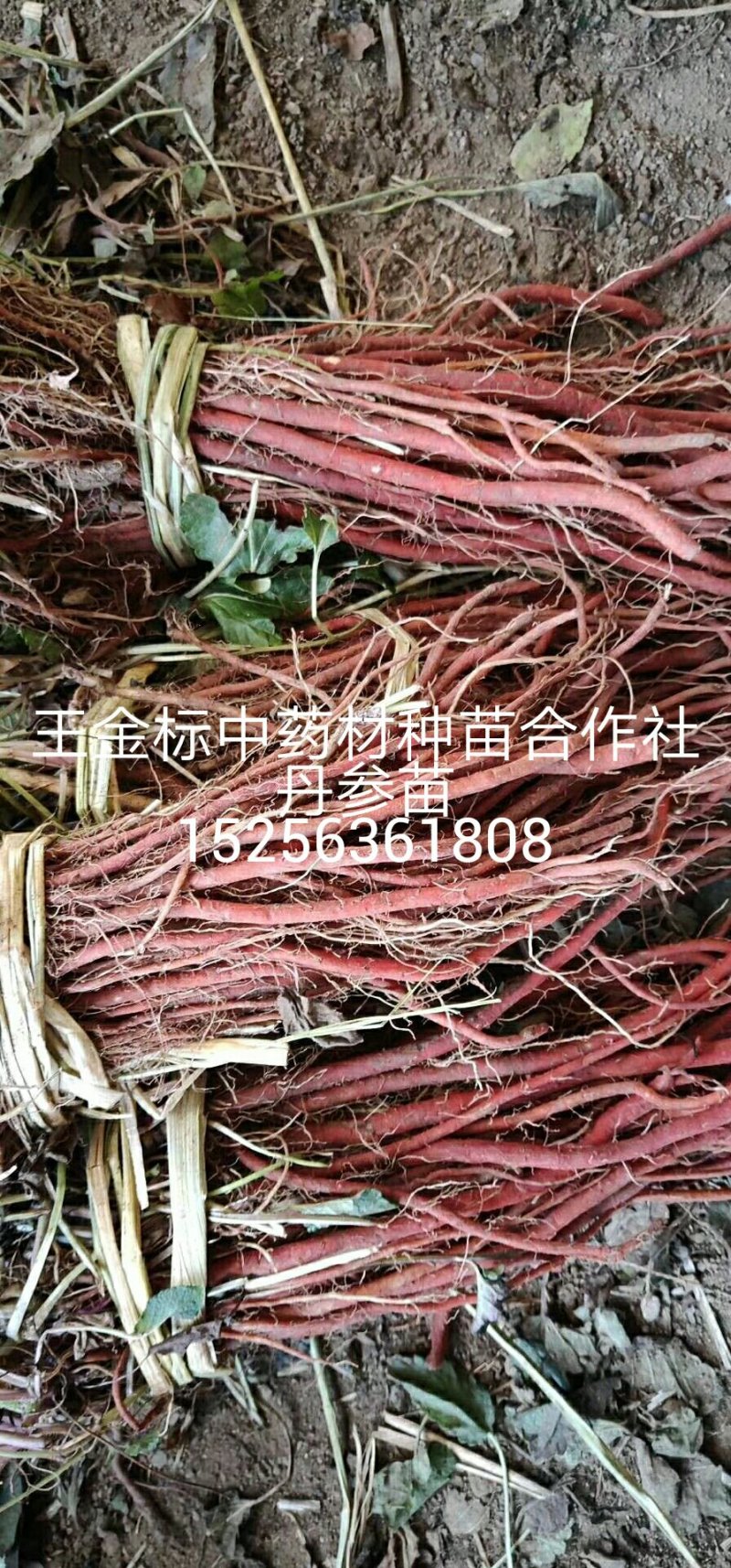 大量供应丹参苗