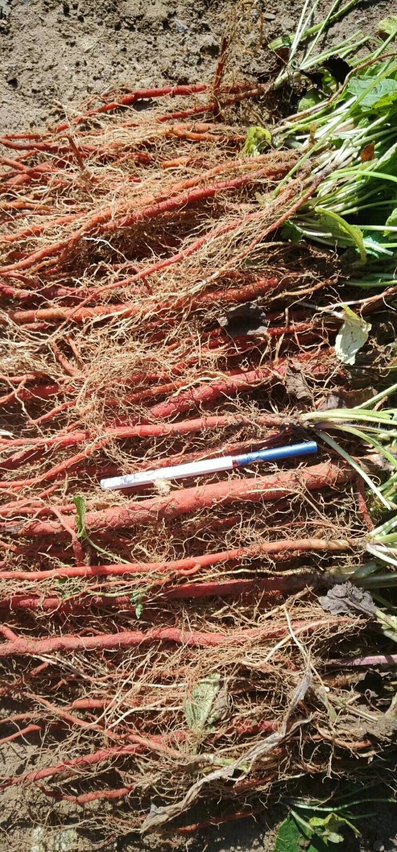 大量供应丹参苗