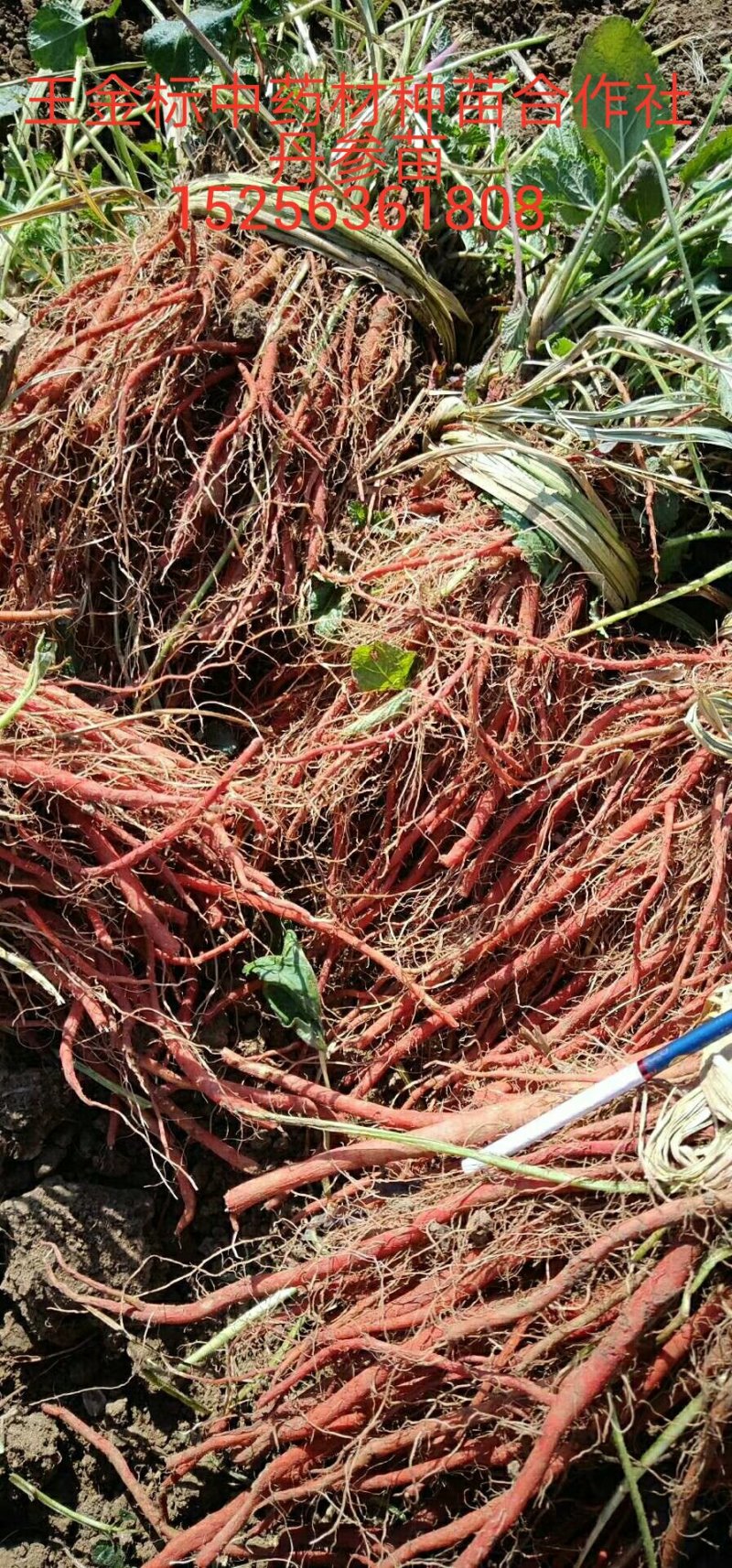 大量供应丹参苗