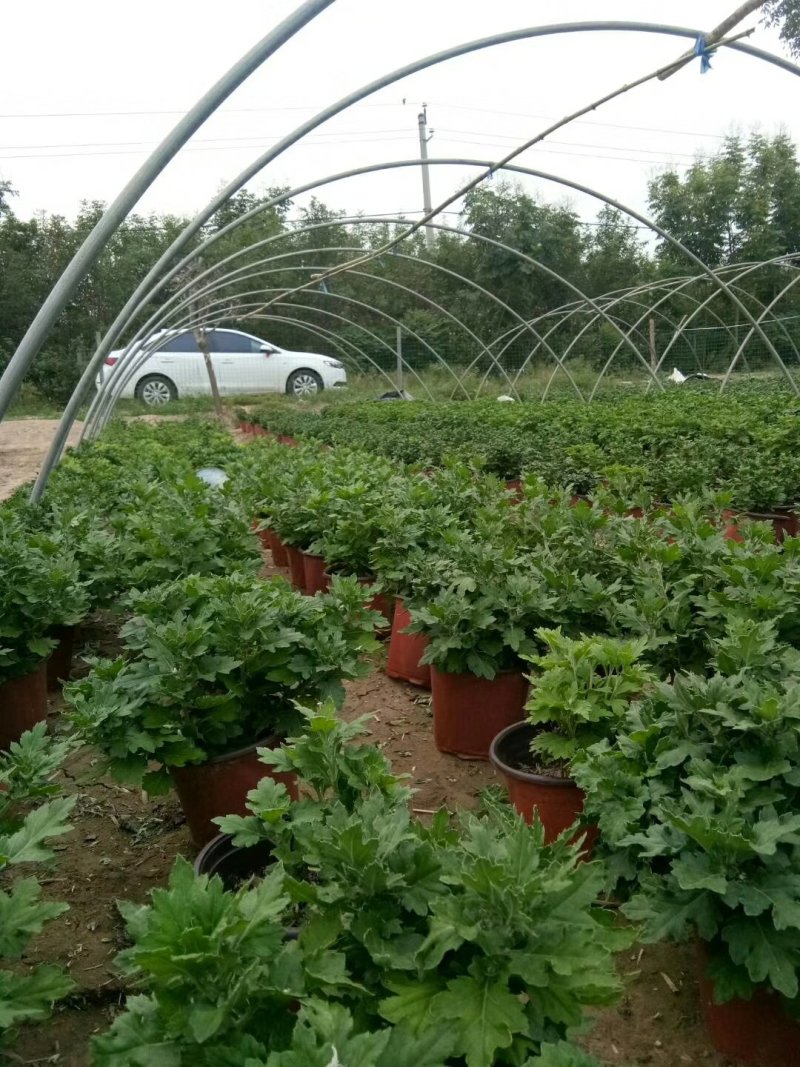大菊花出售