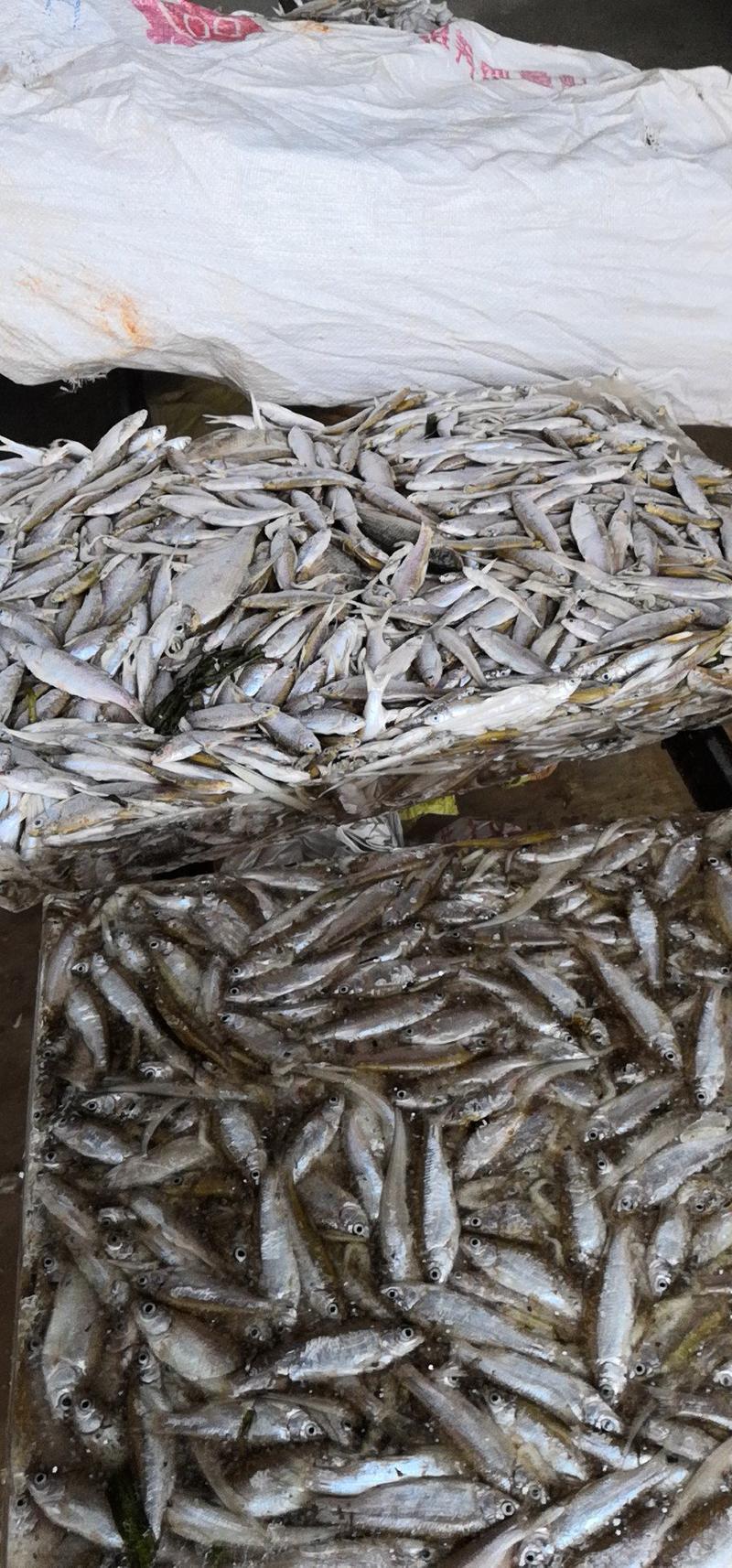 长期大量出售大型湖泊水库生态小餐餐条鱼，毛刀鱼，小杂鱼等