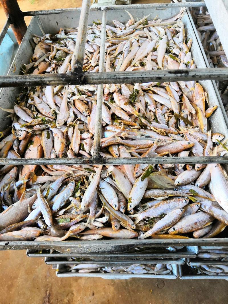 长期大量出售大型湖泊水库生态小餐餐条鱼，毛刀鱼，小杂鱼等