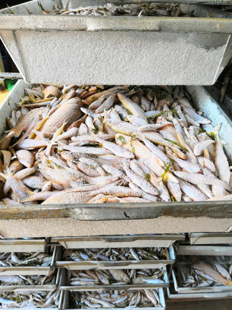 长期大量出售大型湖泊水库生态小餐餐条鱼，毛刀鱼，小杂鱼等