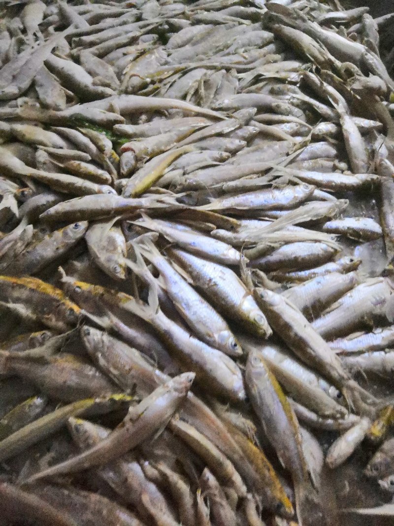 长期大量出售大型湖泊水库生态小餐餐条鱼，毛刀鱼，小杂鱼等