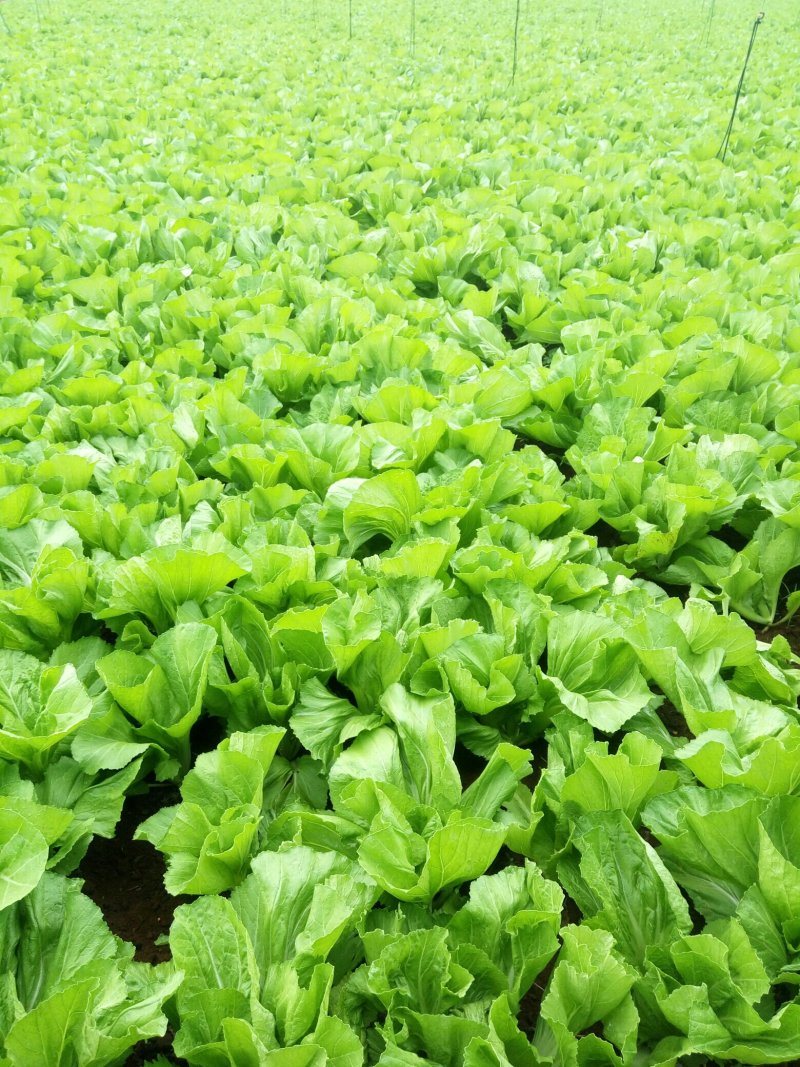 包心芥菜，质量杆杆滴。