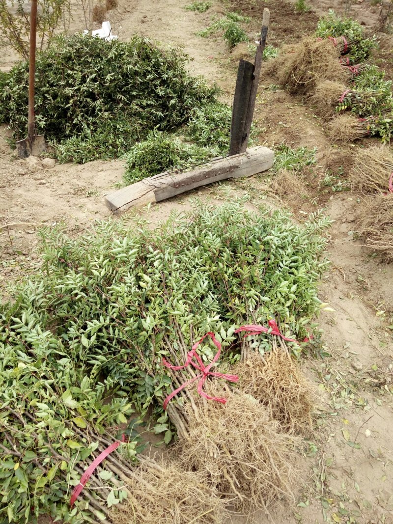 韩城大红袍黄盖高产花椒苗