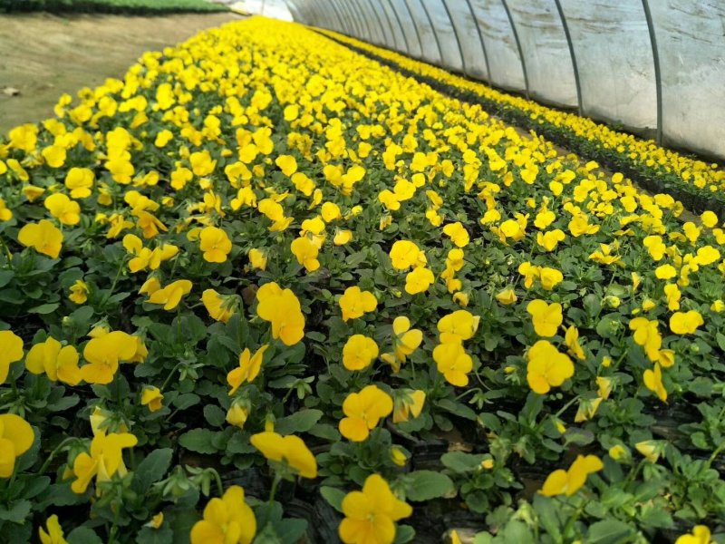 冬季草花甘蓝，蝴蝶兰大量出售