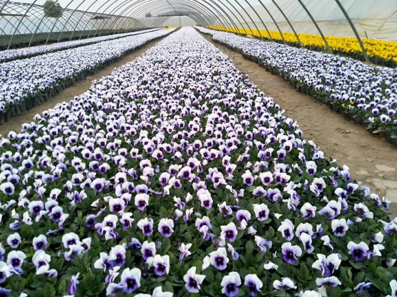 冬季草花甘蓝，蝴蝶兰大量出售