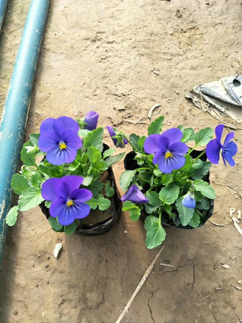 冬季草花甘蓝，蝴蝶兰大量出售