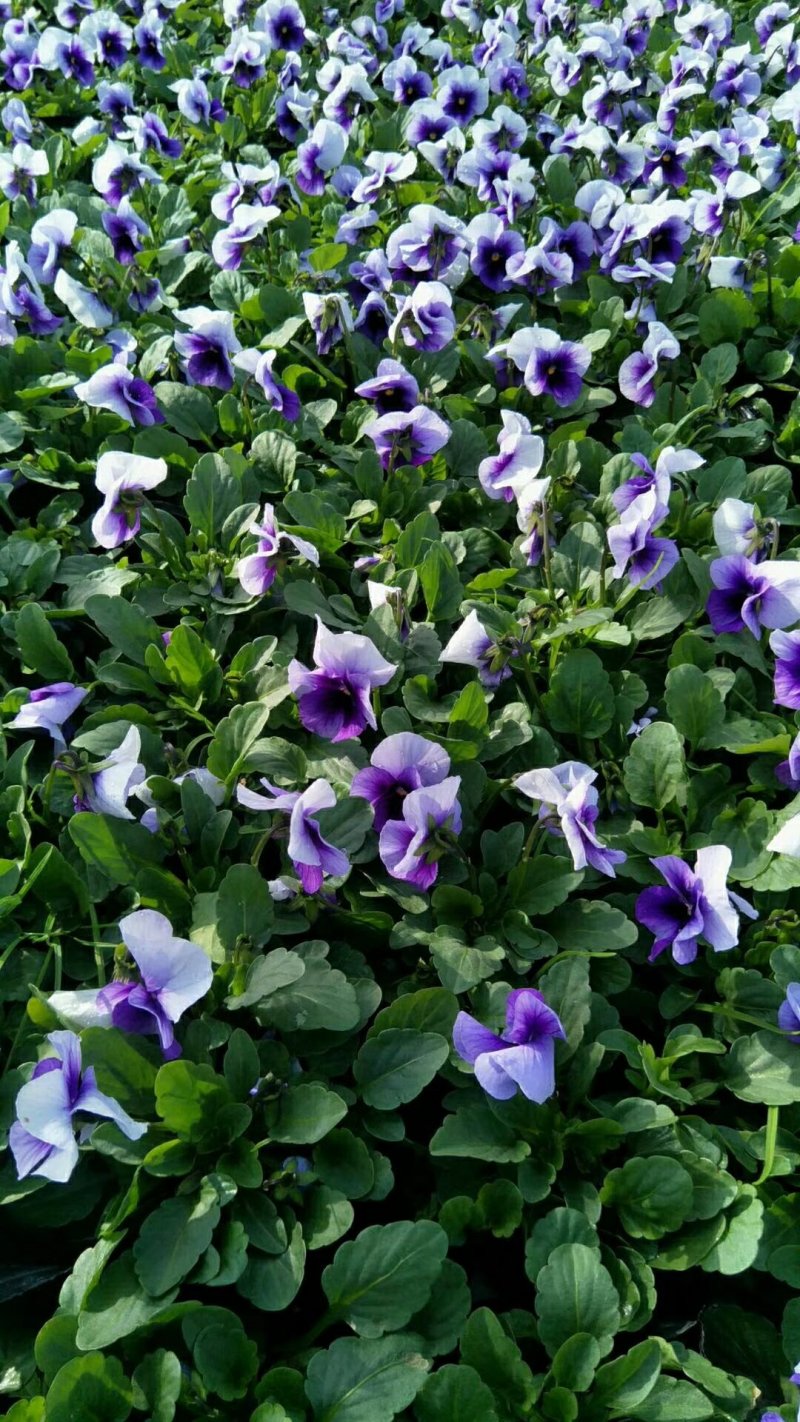 冬季草花甘蓝，蝴蝶兰大量出售