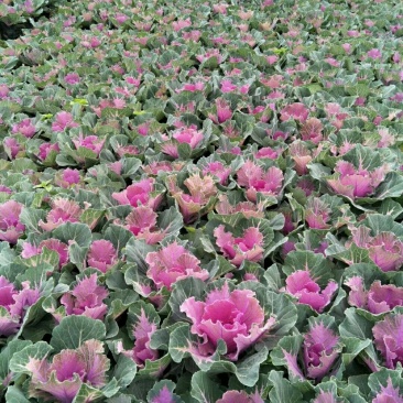冬季草花甘蓝，蝴蝶兰大量出售