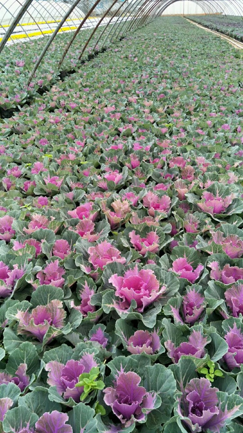 冬季草花甘蓝，蝴蝶兰大量出售
