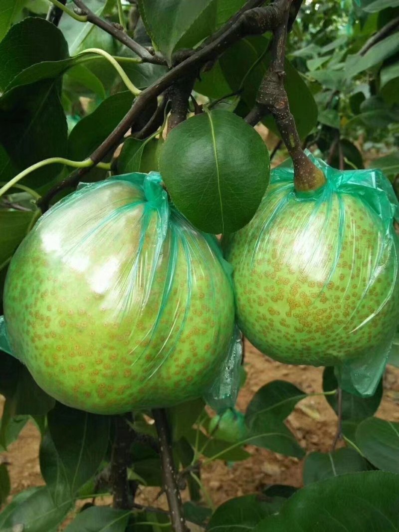 莱阳梨膏