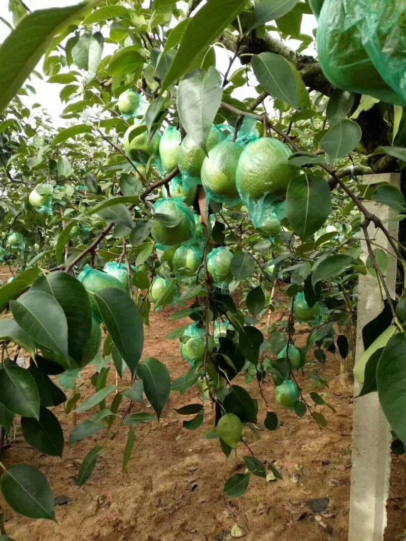 莱阳梨膏