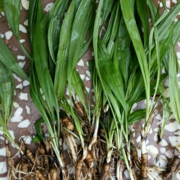 仙茅野生仙茅