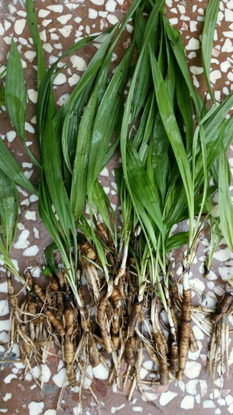仙茅野生仙茅