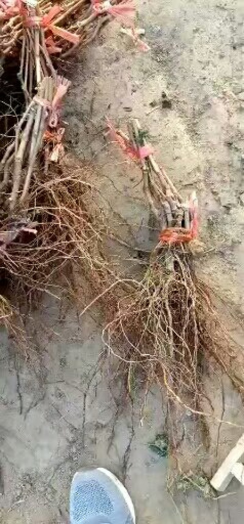 供应葡萄苗黑红青绿葡萄苗2-5公分占地葡萄苗
