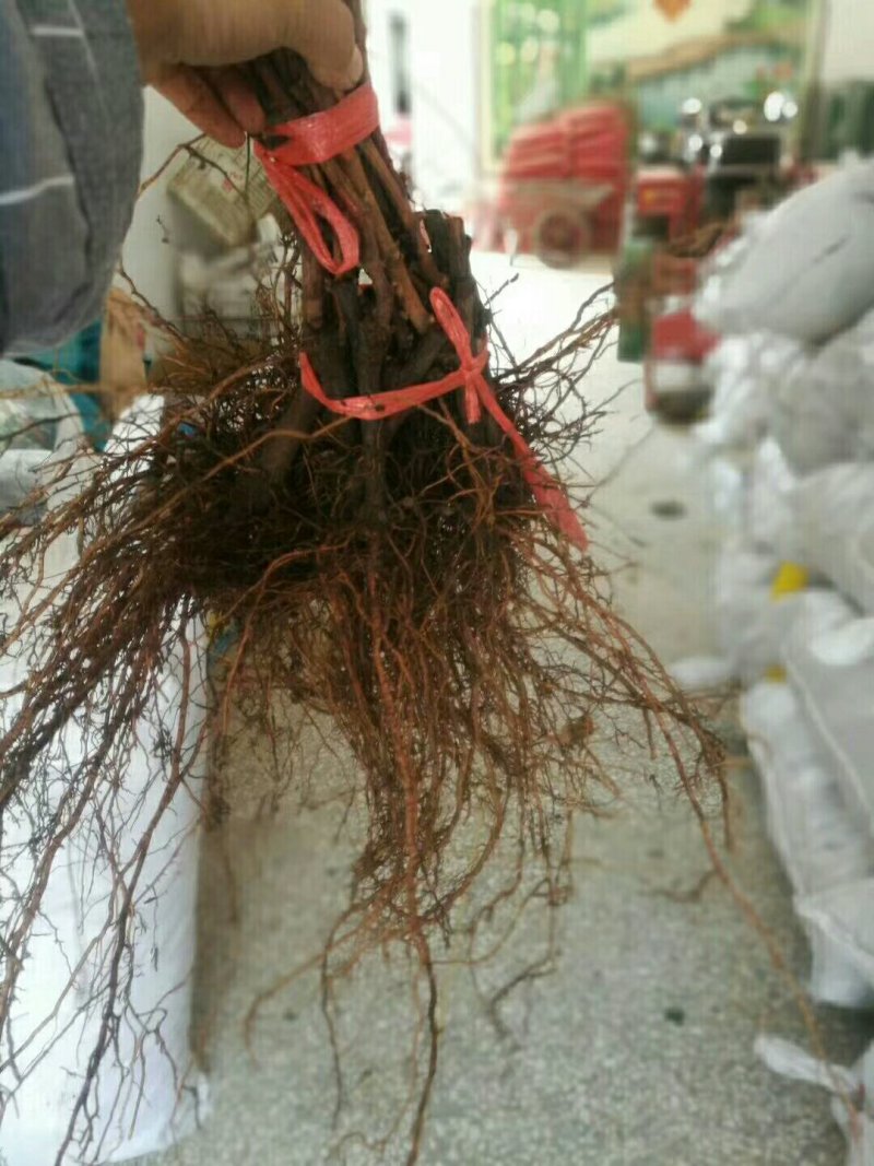 供应葡萄苗黑红青绿葡萄苗2-5公分占地葡萄苗