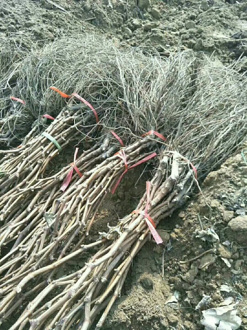 供应葡萄苗黑红青绿葡萄苗2-5公分占地葡萄苗
