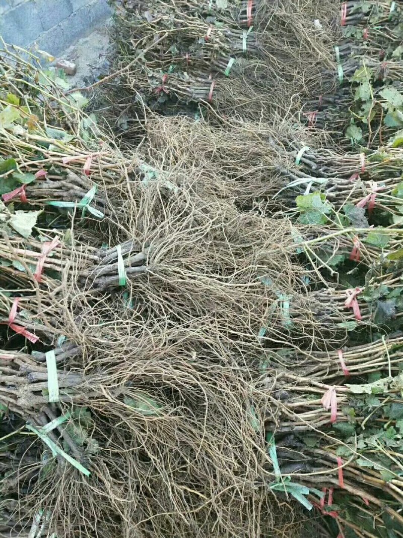 供应葡萄苗黑红青绿葡萄苗2-5公分占地葡萄苗