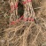 供应葡萄苗黑红青绿葡萄苗2-5公分占地葡萄苗