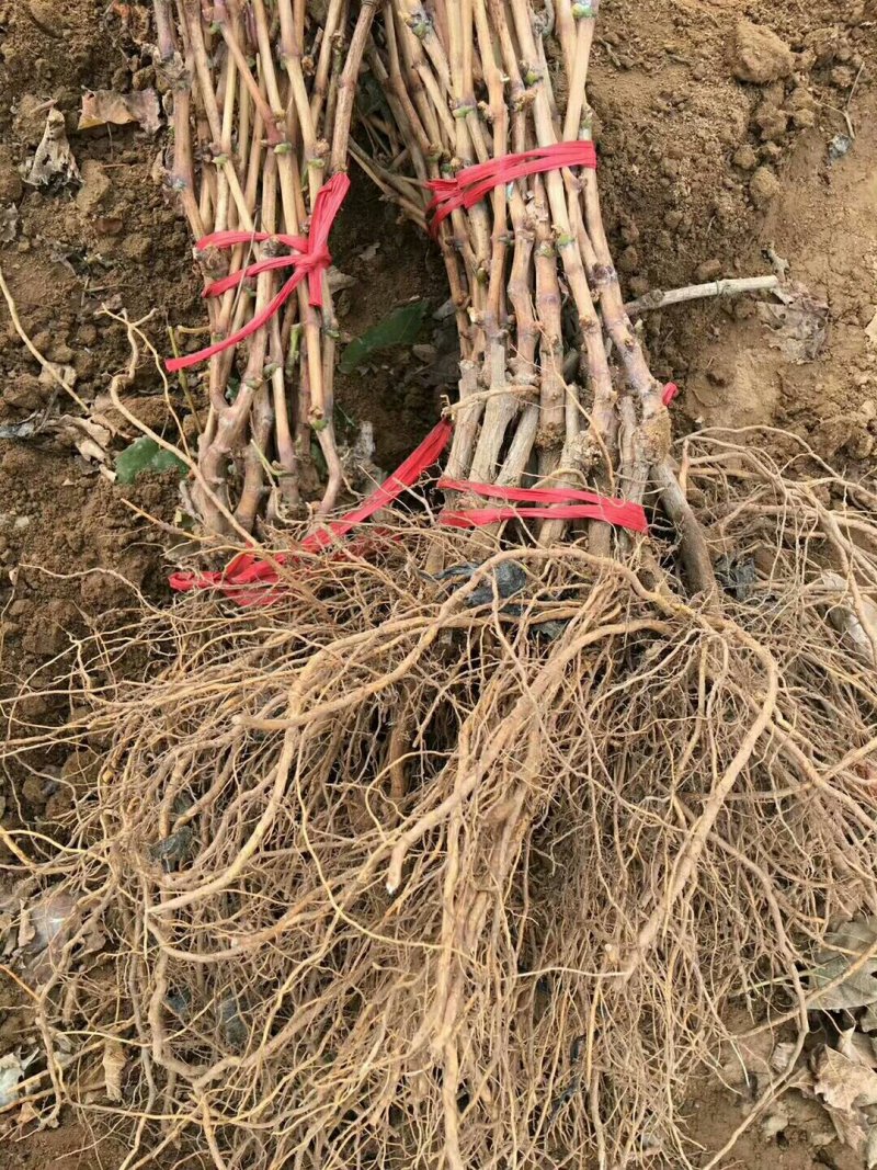 供应葡萄苗黑红青绿葡萄苗2-5公分占地葡萄苗