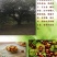 板栗新鲜生栗子丹东特产5斤精品一等果