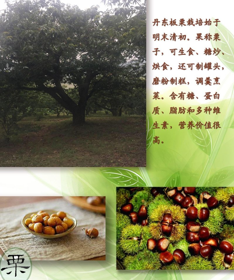 板栗新鲜生栗子丹东特产5斤精品一等果