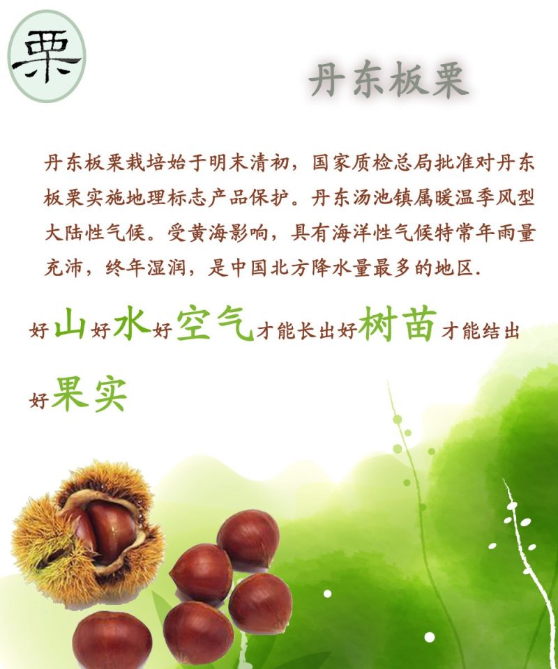 板栗新鲜生栗子丹东特产5斤精品一等果