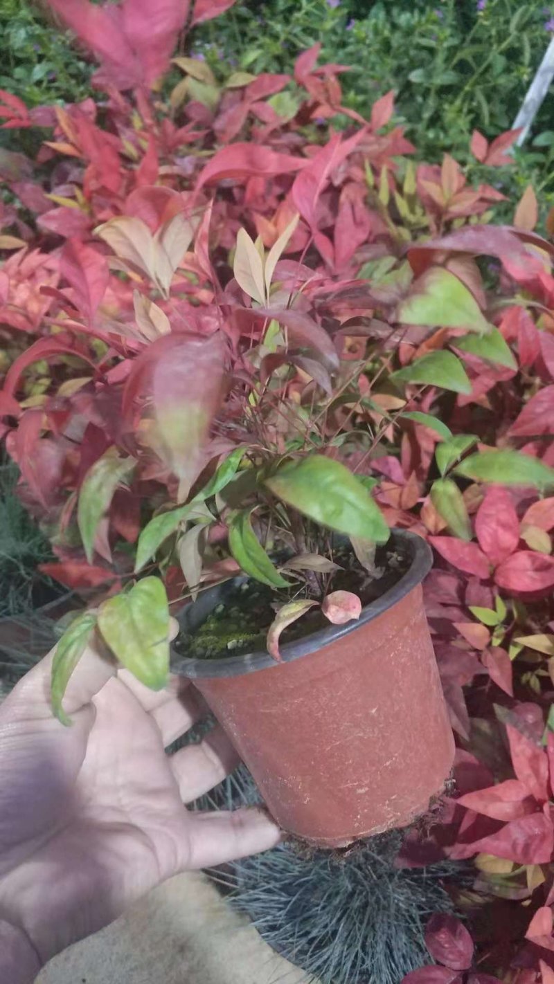火焰南天竹