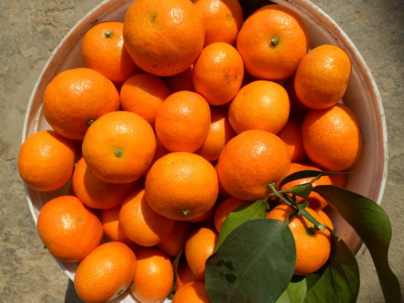 金秋砂糖橘枝条早熟品种品种保证枝条漂亮老熟