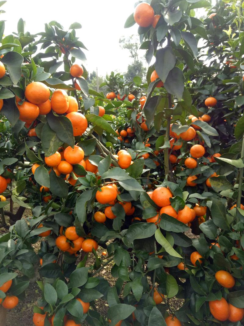 金秋砂糖橘枝条早熟品种品种保证枝条漂亮老熟