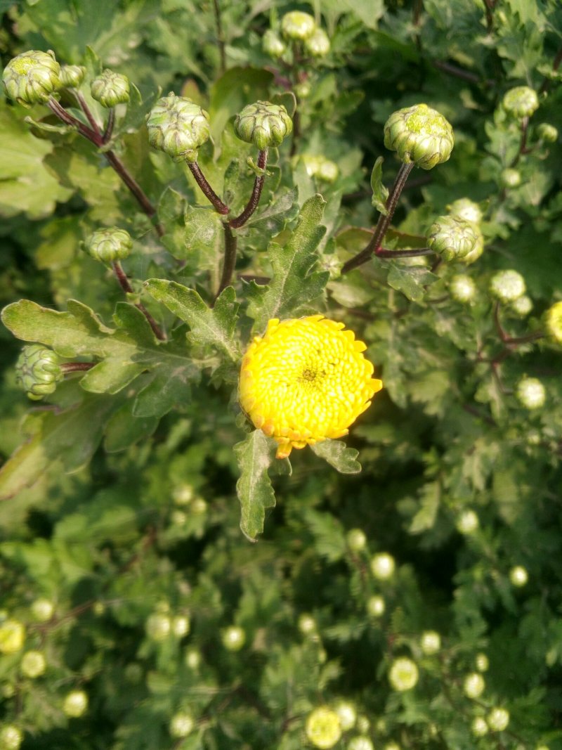 自家种植杭白菊花刚刚上市，绝对无硫。