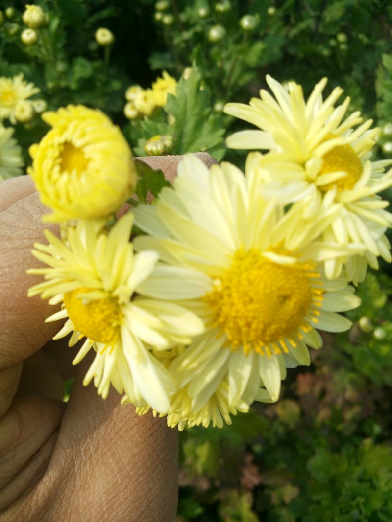 自家种植杭白菊花刚刚上市，绝对无硫。