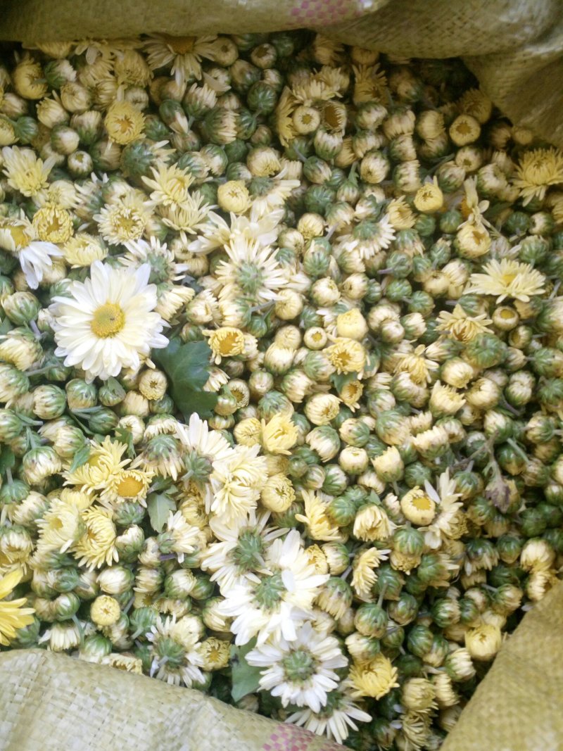 自家种植杭白菊花刚刚上市，绝对无硫。