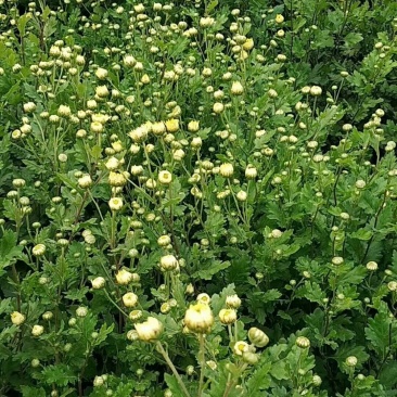 自家种植杭白菊花刚刚上市，绝对无硫。